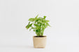 4" Arrowhead plant + Penan Basketcategory_Decor from NEEPA HUT - SHOPELEOS