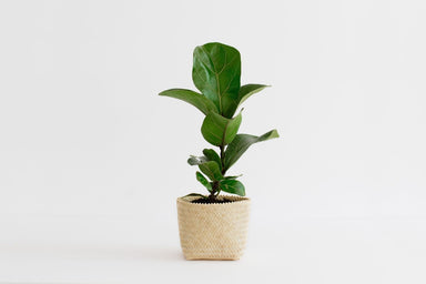4" Mini Fig Plant + Penan Basketcategory_Decor from NEEPA HUT - SHOPELEOS