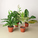 4 Pack of Air Purifying & Detoxifying Indoor House Plants - 4" or 6" Potscategory_Decor from KimmyShop + miNATURALS - SHOPELEOS