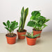 4 Pack of Easy Care Live Indoor House Plants - 4" or 6" Potscategory_Decor from KimmyShop + miNATURALS - SHOPELEOS