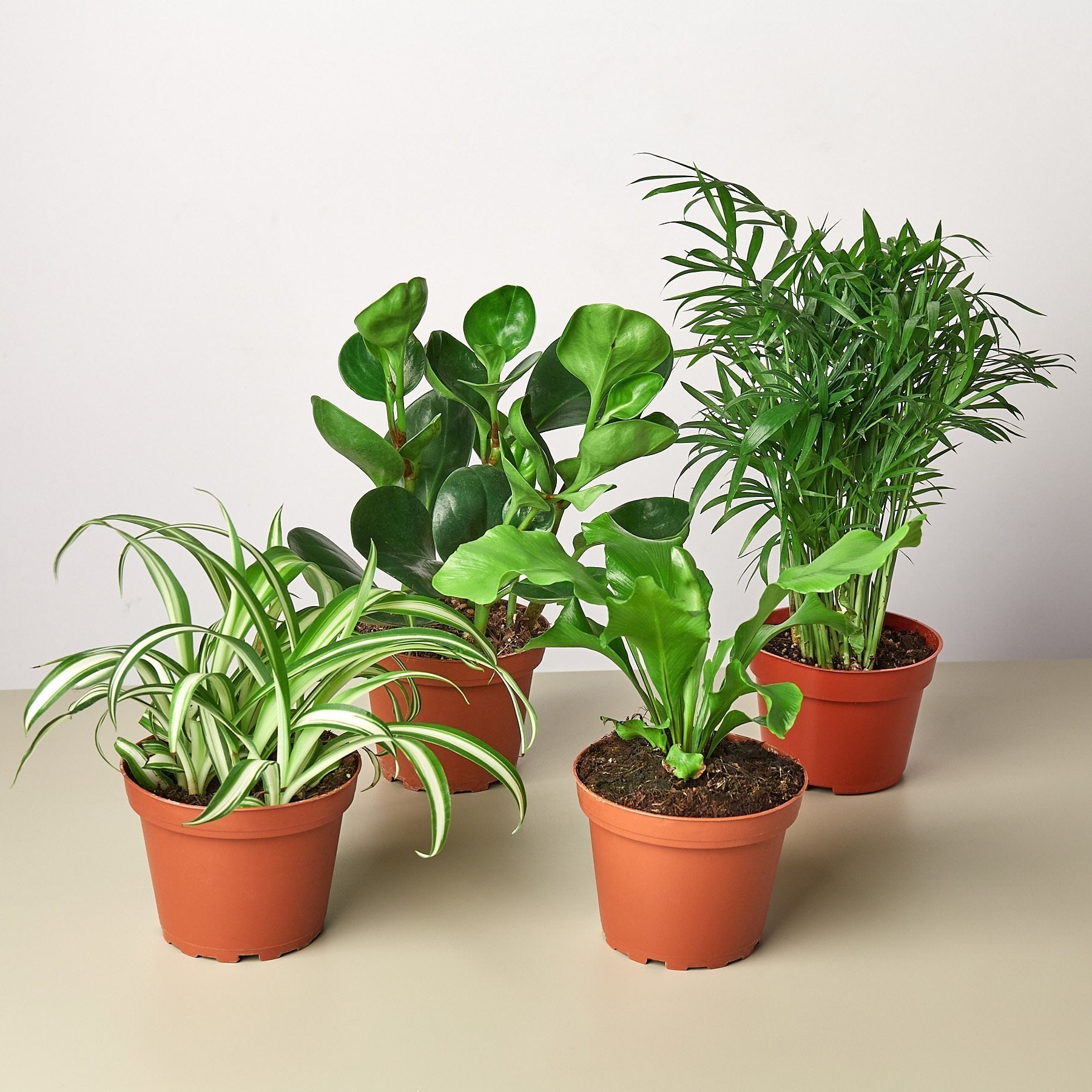 4 Pack of Pet Friendly and Air Purifying Live Indoor House Plants - 4" or 6" Potscategory_Decor from KimmyShop + miNATURALS - SHOPELEOS