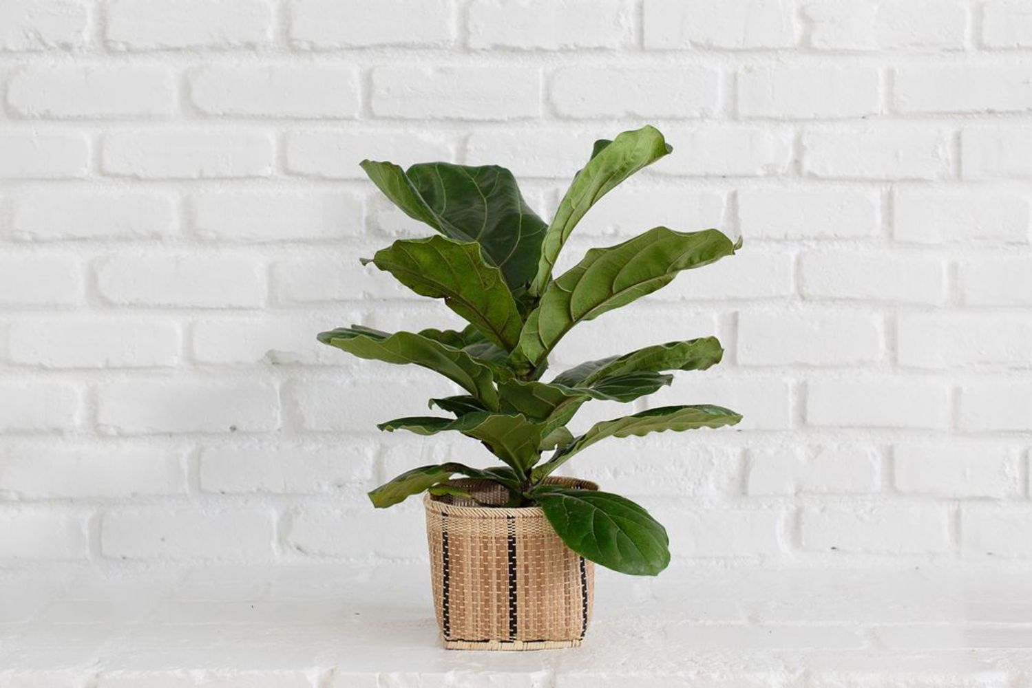 6" Fiddle Leaf Fig Plant with Handwoven Basket Plantercategory_Decor from NEEPA HUT - SHOPELEOS