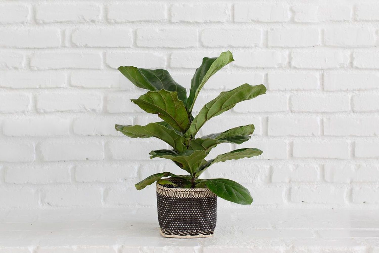 6" Fiddle Leaf Fig Plant with Handwoven Basket Plantercategory_Decor from NEEPA HUT - SHOPELEOS
