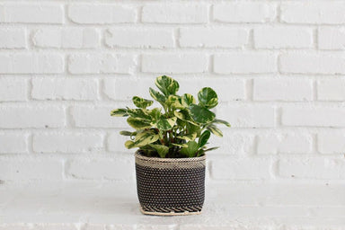 6" Marble Peperomia Plant with Handwoven Basket Plantercategory_Decor from NEEPA HUT - SHOPELEOS