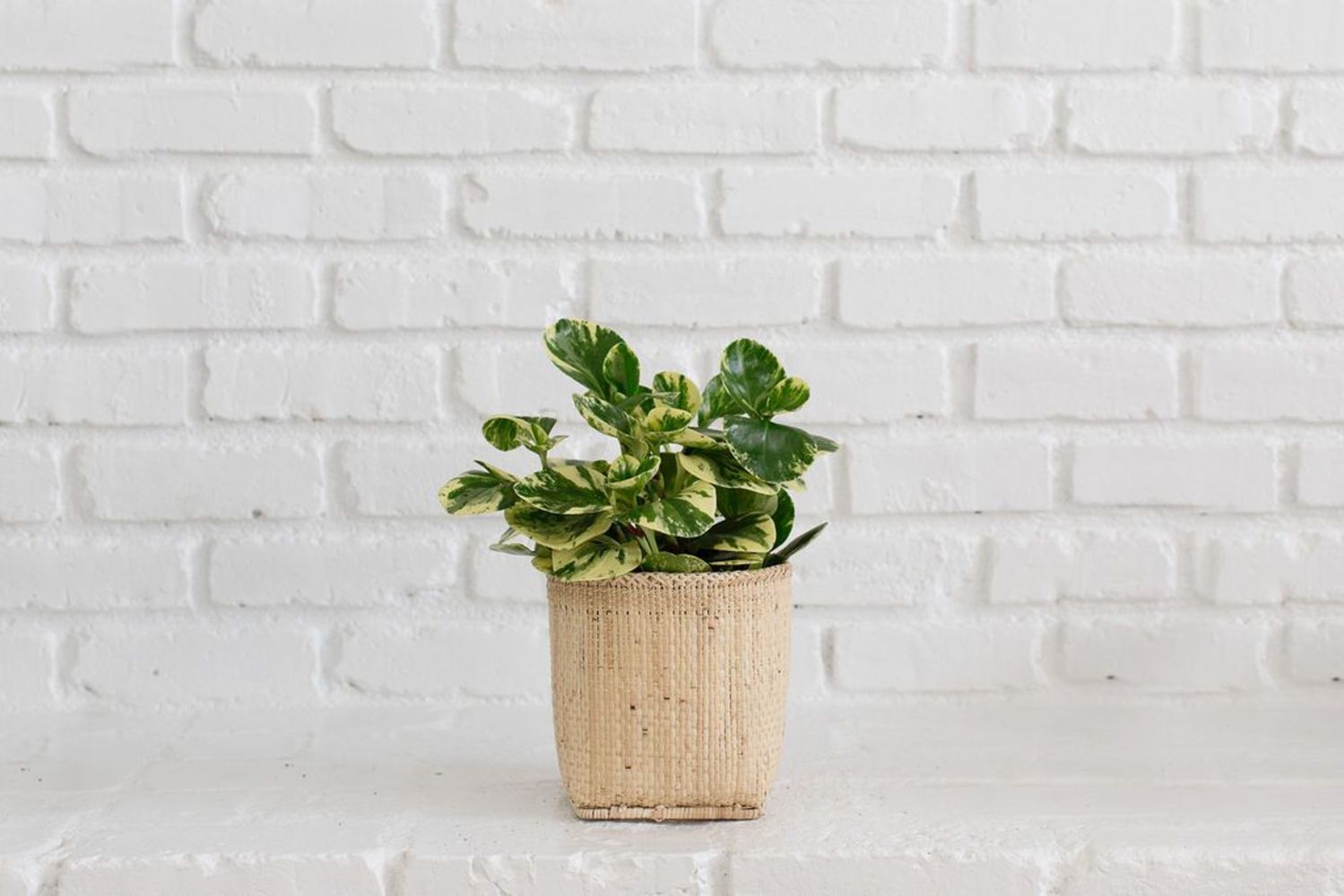 6" Marble Peperomia Plant with Handwoven Basket Plantercategory_Decor from NEEPA HUT - SHOPELEOS