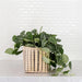 6" Satin Pothos Plant with Handwoven Basket Plantercategory_Decor from NEEPA HUT - SHOPELEOS