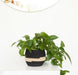 Honey Pot Planter Basket | Black from Amsha - SHOPELEOS